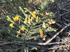 Bossiaea concolor