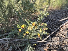 Bossiaea concolor