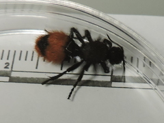 Dasymutilla clotho