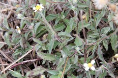 Tridax procumbens