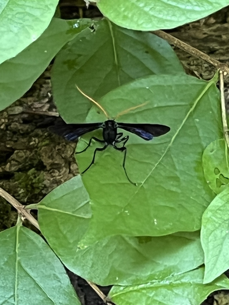 Thyreodon atricolor from Budd Rd, New Albany, IN, US on August 5, 2022