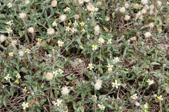 Tridax procumbens