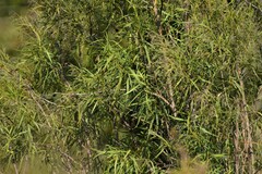 Raulinoreitzia tremula