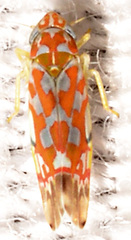 Erythroneura rubra