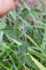 Macroptilium atropurpureum