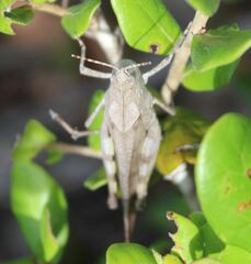 Spharagemon crepitans