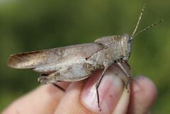 Spharagemon crepitans