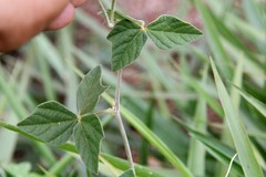 Macroptilium atropurpureum