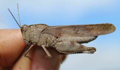 Spharagemon crepitans