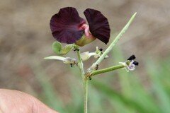 Macroptilium atropurpureum