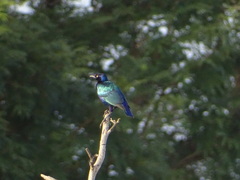 Lamprotornis purpureus