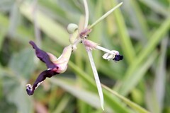 Macroptilium atropurpureum