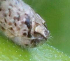 Melanoplus indicifer