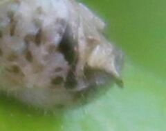 Melanoplus indicifer