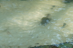 Zenarchopterus buffonis