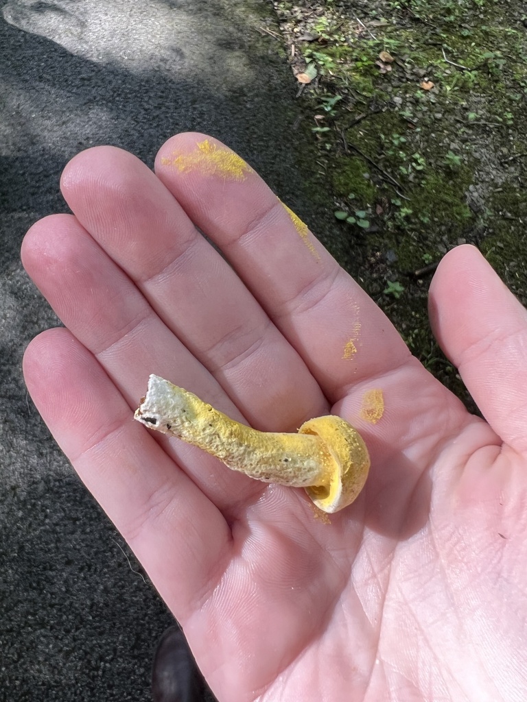bolete mould from Budd Rd, New Albany, IN, US on August 5, 2022 at 05