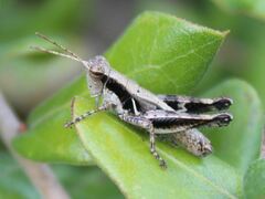 Melanoplus indicifer