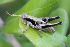 Melanoplus indicifer