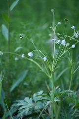Eriocapitella rivularis