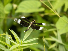 Neurothemis tullia