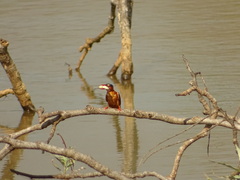 Corythornis cristatus