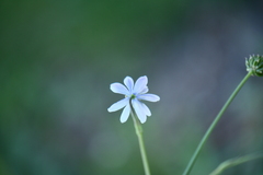 Eriocapitella rivularis