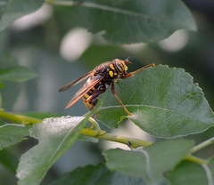 Spilomyia diophthalma