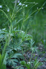 Eriocapitella rivularis