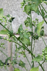 Solanum americanum