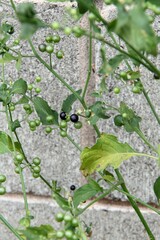 Solanum americanum