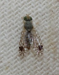 Euarestoides acutangulus