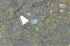Turbonilla lactea
