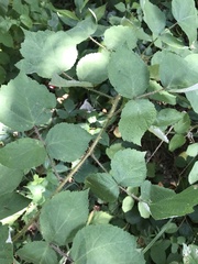 Dovyalis rhamnoides