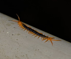 Scolopendra multidens