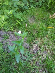 Epilobium roseum