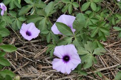 Ipomoea cairica