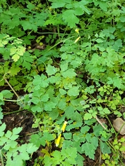 Corydalis pallida