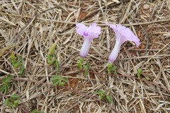 Ipomoea cairica