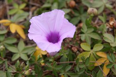 Ipomoea cairica