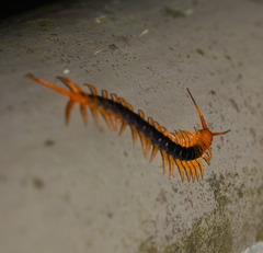 Scolopendra multidens