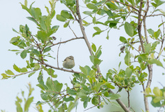Phylloscopus proregulus
