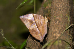 Zeuxidia amethystus