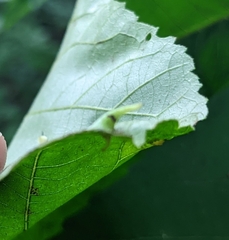 Caryomyia inclinata