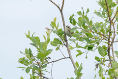 Phylloscopus proregulus