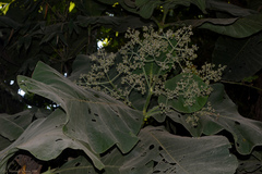 Bathysa australis