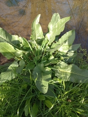 Senecio