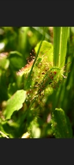 Drosera anglica