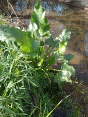 Senecio