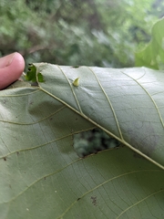 Caryomyia inclinata