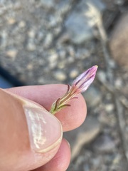 Cordylanthus kingii helleri